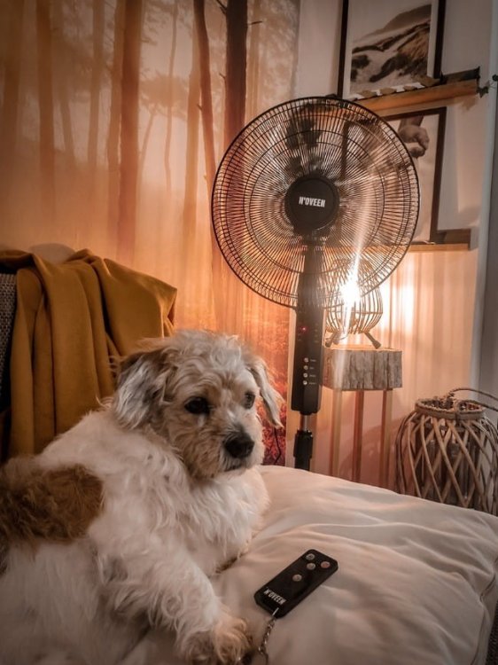 Wentylator stojący 16”/40cm NOVEEN F455 pilot 55W