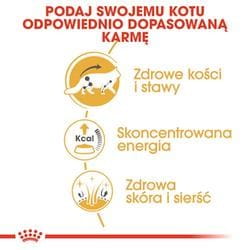 ROYAL CANIN Maine Coon - saszetka 12x85g