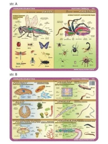 Podkładka edu. 052 - Anatomia: owady, pajęczaki..