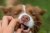 GELOREN Small Dog Suplement dla psa  - 180g