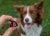 GELOREN Small Dog Suplement dla psa  - 180g