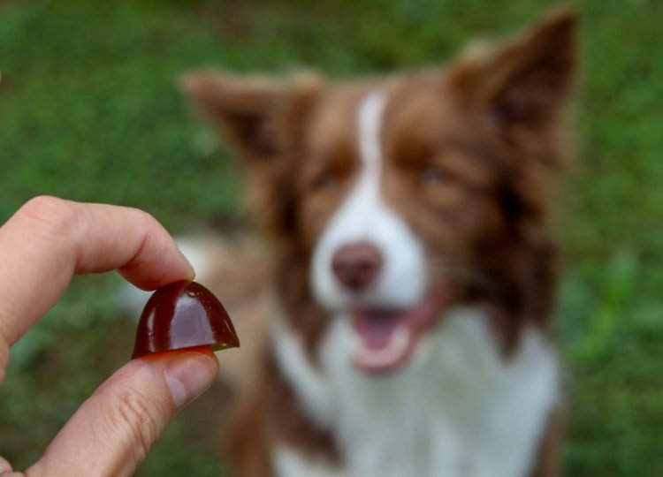 GELOREN Small Dog Suplement dla psa  - 180g