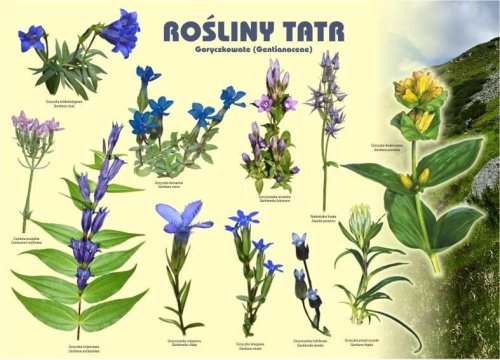 Tablica 100x72cm Rośliny Tatr. Goryczkowate