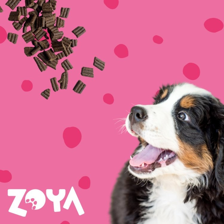 ZOYA COLDPRO Wołowina sucha karma dla psa 1kg