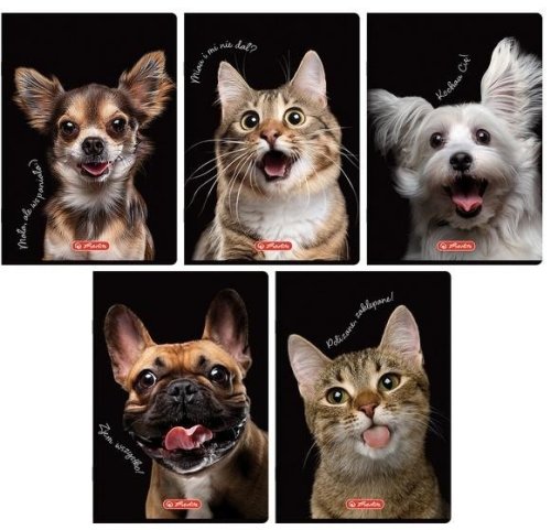 Zeszyt do słówek A6/16K kratka Crazy Animal(20szt)