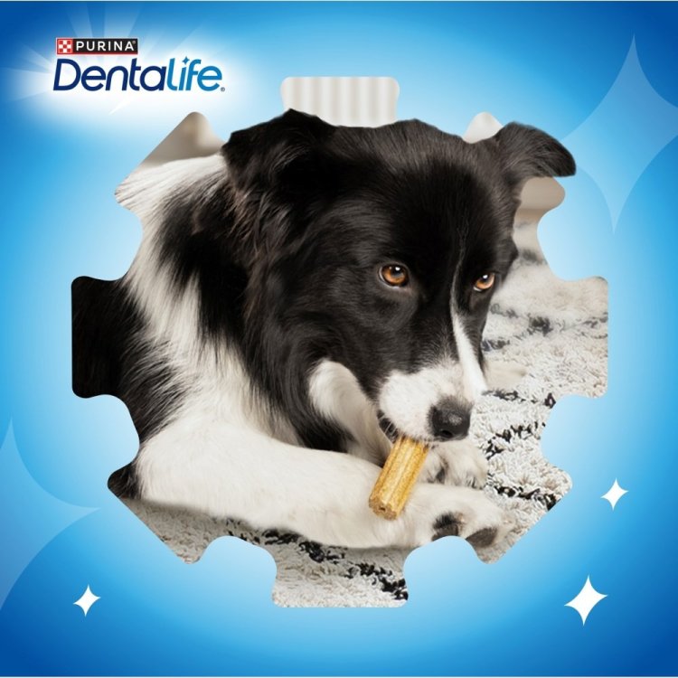 PURINA Dentalife Extra Mini -  przekąska dentystyczna dla psa - 69 g